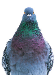 polish lynx dove isolated