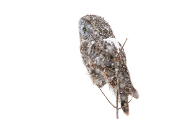 Great grey owl perched on a branch in a Canadian winter snowstorm