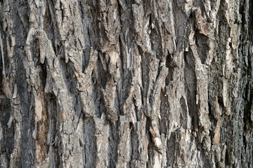 Old tree bark texture background close up	