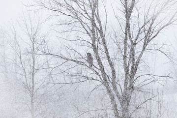 Fototapeta na wymiar Great grey owl perched on a branch in a Canadian winter snowstorm