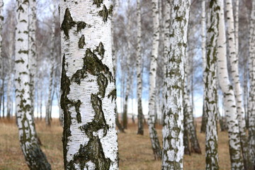 Young birch with black and white birch bark in spring in birch grove against the background of...