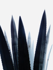 Blue leaves of Agave Azul cactus , Agave tequilana