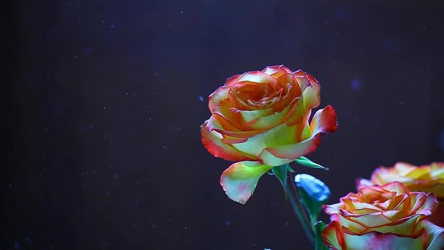 rose flower dust nobody hd footage dark background 