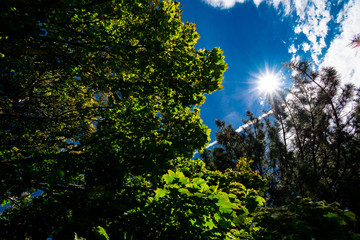 Obraz premium tree in spring