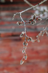Willow branches with fluffy catkins. Beautiful pussy willow flowers branches. Spring and easter landscape. Flowering willow.
