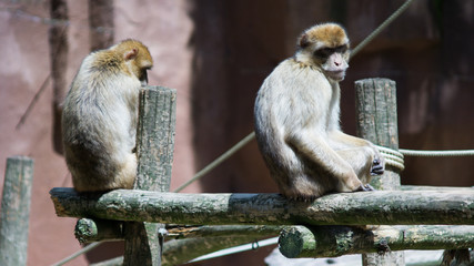 monkies sitting