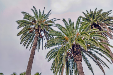 Fototapeta na wymiar Palm Tree in Front of Blue Sky