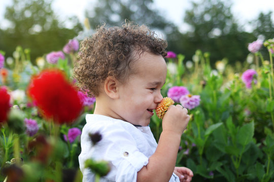 Toddler picking flower on flower field 