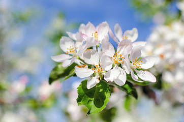 Flowering apple tree against a blue sky