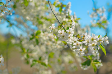 Springtime. Flowering peach branch on blue sky background. Abstract blurred background. Beautiful nature scene with blooming tree and sun.