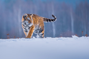 Siberian Tiger running in snow. Beautiful, dynamic and powerful photo of this majestic animal. Set in environment typical for this amazing animal. Birches and meadows