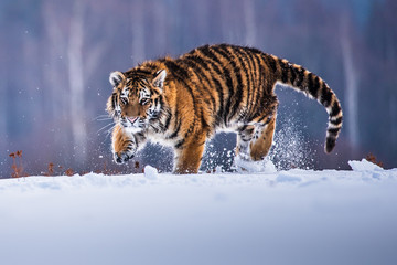 Fototapeta premium Tygrys syberyjski działa w śniegu. Piękne, dynamiczne i mocne zdjęcie tego majestatycznego zwierzęcia. Ustaw w środowisku typowym dla tego niesamowitego zwierzęcia. Brzozy i łąki