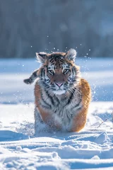 Sibirischer Tiger, der in Schnee läuft. Schönes, dynamisches und kraftvolles Foto dieses majestätischen Tieres. In einer Umgebung, die typisch für dieses erstaunliche Tier ist. Birken und Wiesen © vaclav