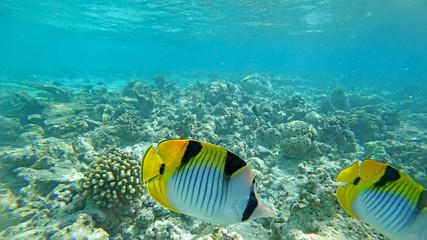 Naklejka na ściany i meble underwater world of the Indian Ocean on Maldives