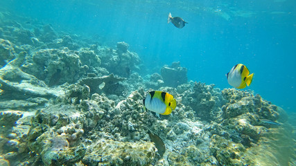 Fototapeta na wymiar underwater world of the Indian Ocean on Maldives