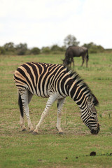 Fototapeta na wymiar Burchell's Zebra grazing in a game reserve in South Africa