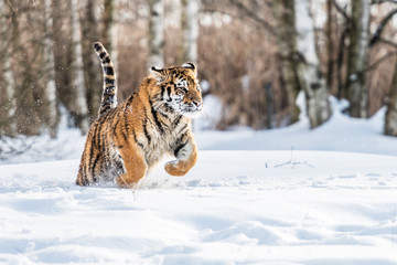 Naklejka na ściany i meble Siberian Tiger running in snow. Beautiful, dynamic and powerful photo of this majestic animal. Set in environment typical for this amazing animal. Birches and meadows