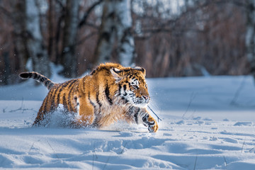 Siberian Tiger running in snow. Beautiful, dynamic and powerful photo of this majestic animal. Set in environment typical for this amazing animal. Birches and meadows