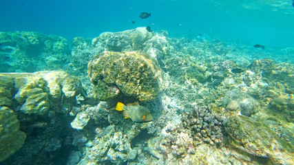 Fototapeta na wymiar underwater world of the Indian Ocean on Maldives