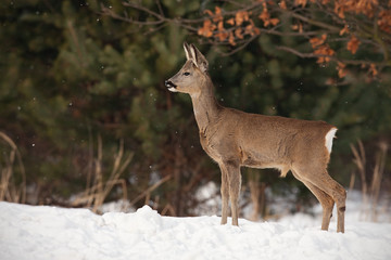 Roe deer, capreolus capreolus, in deep snow in winter. Wild animal in freezing environment. Cold wildlife scenery.