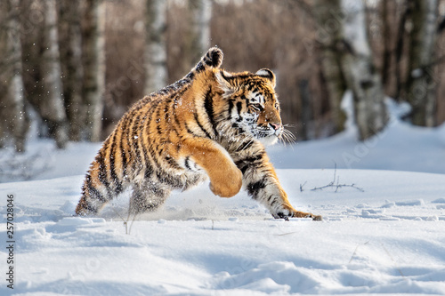 Siberian Tiger Running In Snow Beautiful Dynamic And