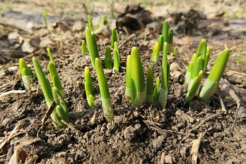 Green young shoots come out from the ground in spring