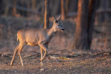 Roe deer, capreolus capreolus, doe walking through a forest at sunset. Wildlife scenery form woods.