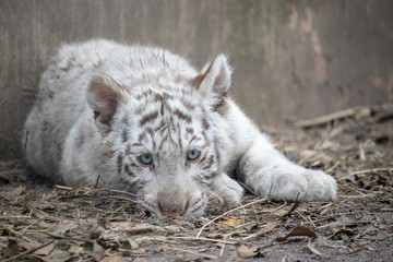 ホワイトタイガー, 子ども, 赤ちゃん
