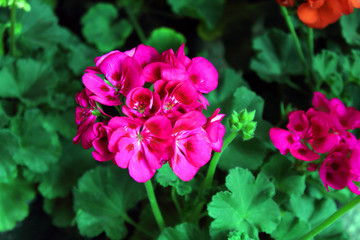 Flor de color lila. La flor es la estructura reproductiva característica de las plantas llamadas...