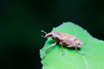 weevil on plant