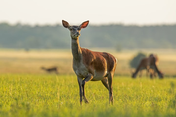 Red deer, cervus elaphus, hind in summer at sunset. Coloroful scenery with wild animals from nature. Curious female deer walking on a meadow.