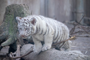 ホワイトタイガー, 子ども, 赤ちゃん
