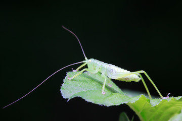 longhorned grasshoppers nymphs