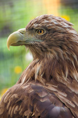 Close up eagle portrait