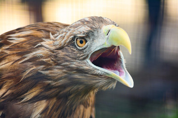 Eagle screaming