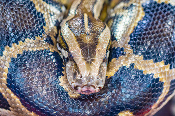 Python. The snake spun. Python is looking into the camera. Big snake. Boa. Boa prepares to jump.