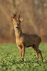 Roe deer stag at sunset with winter fur. Roebuck on a field with blurred background. Wild animal in nature.