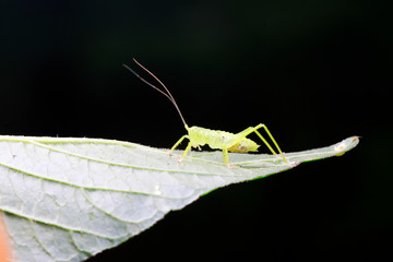 longhorned grasshoppers nymphs