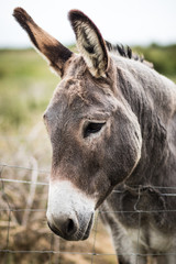 portrait of a donkey