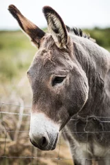 Fototapeten Esel Porträt eines Esels  © justin