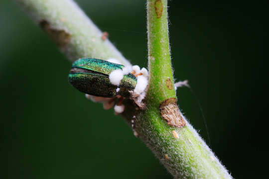 Beauveria Bassiana Infected Insects On Green Plant