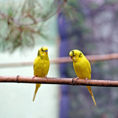Two Yellow Song Birds
