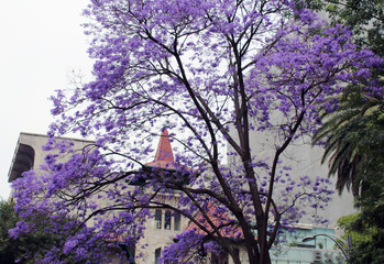 Estos árboles, llegaron de manera masiva a Ciudad de México de la mano de un paisajista japonés que se enamoró de América  y de la ciudad con sus semillas y sus plantas, su nombre, Tatsugoro Matsumoto