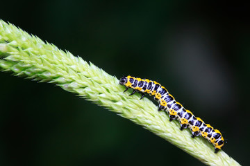 Cucullia fraterna on green leaf