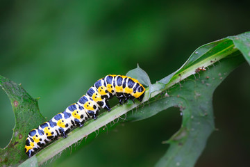Cucullia fraterna on green leaf