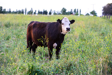 Naklejka na ściany i meble Cow raised with natural grass,Pampas, Argentina