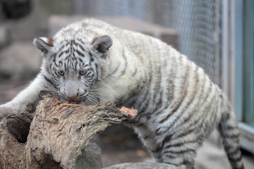 ホワイトタイガー, 子ども, 赤ちゃん