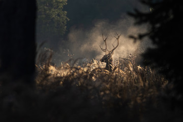 Red deer stag in the mornig autumn mist. Silhouette of wild animal breathing in a forest. Moody...