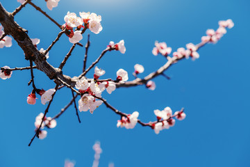 Close up of beautiful tree in bloom at spring. In background clear blue sky.
