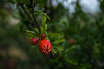 Botanical garden in Zurich